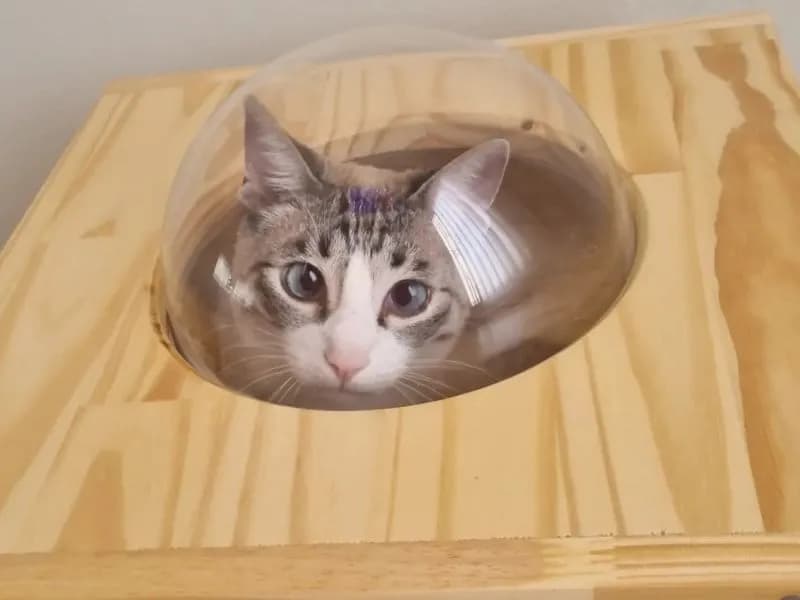 Nicho de madeira clara com cúpula de acrílico para gatos, evidenciando design funcional e moderno.
