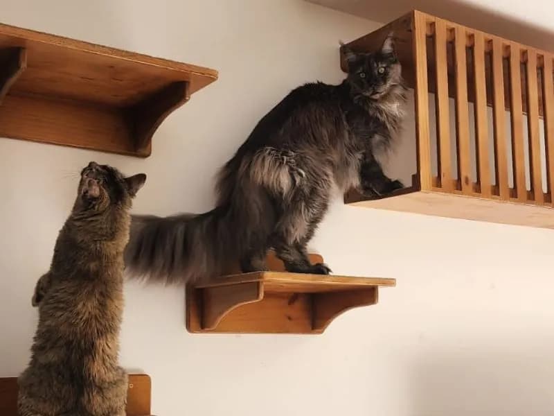 Dois gatos explorando prateleiras e nicho de madeira instalados na parede, destacando gatificação vertical personalizada.
