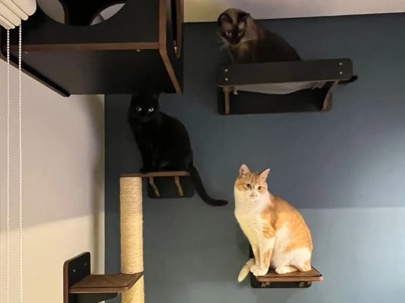 Três gatos em prateleiras e nichos de madeira escura, com arranhador vertical, em parede azul de ambiente residencial.