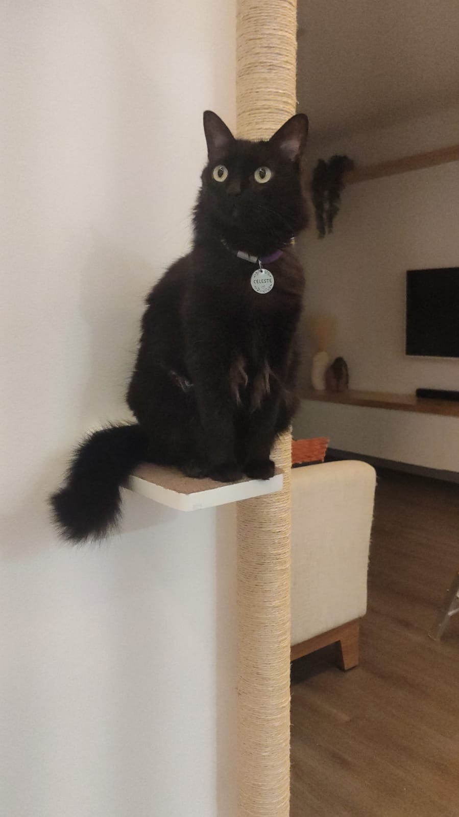 Gato preto sentado na plataforma de um totem de sisal do projeto de gatificação personalizada VertiCat na sala da cliente Clara.