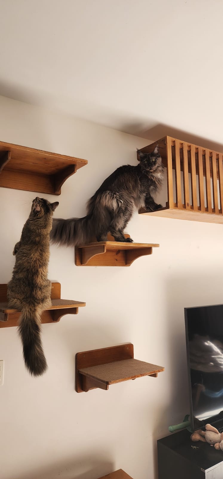 Dois gatos usam prateleiras de madeira e uma toca suspensa com guarda-corpo em um projeto de gatificação personalizada VertiCat na parede da cliente Suelen.