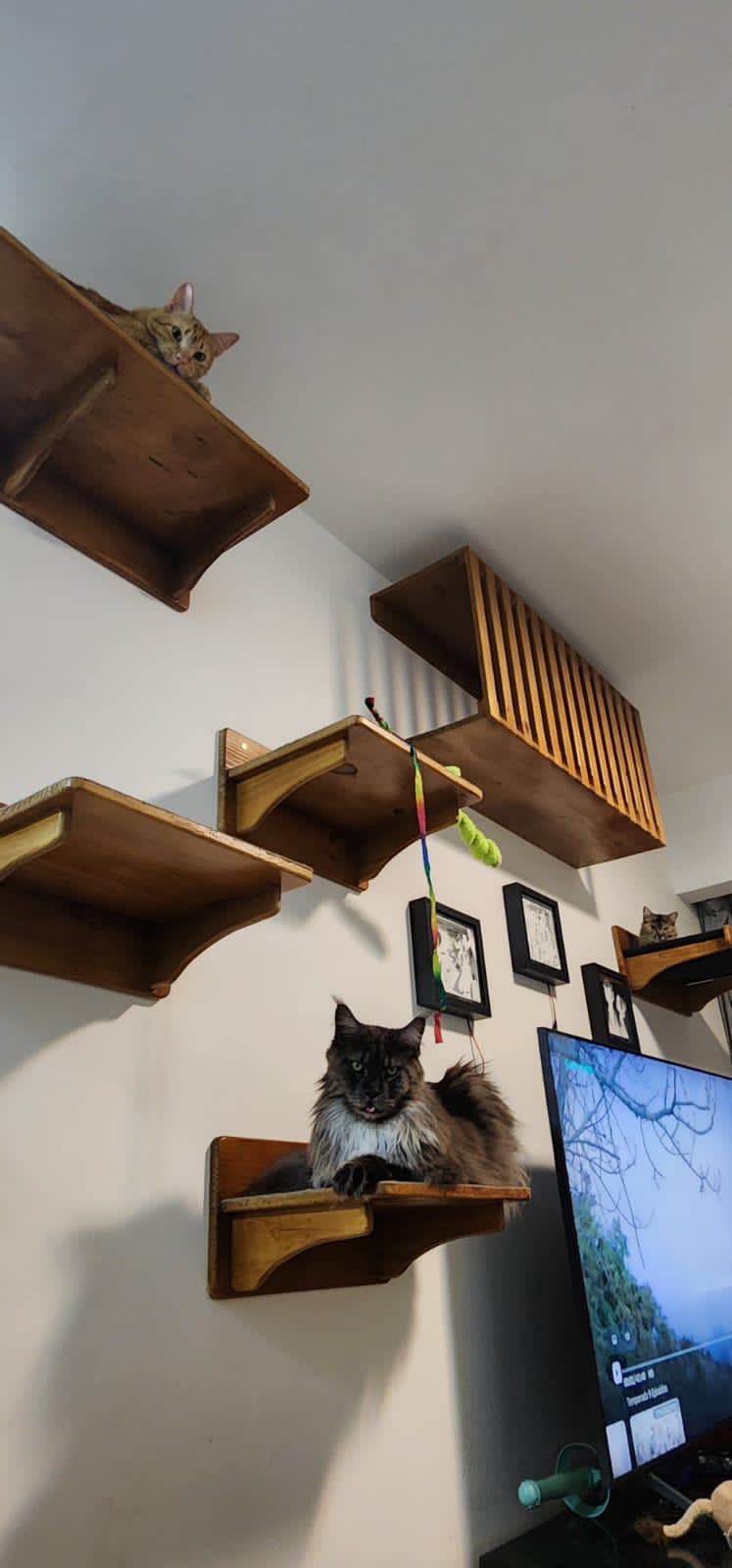 Dois gatos em prateleiras de madeira com varanda/toca suspensa em um projeto de gatificação personalizada VertiCat na sala do cliente Suelen.