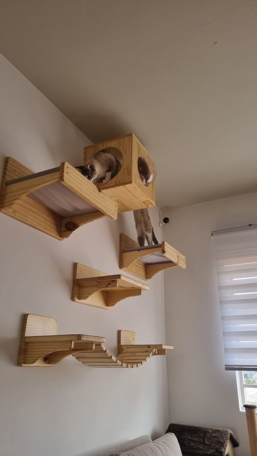 Dois gatos usam nicho com bolha acrílica, passarela em tecido, plataforma com fundo transparente e ponte ondulada em projeto de gatificação personalizada VertiCat da cliente Selma.